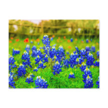 Texas Bluebonnets Indian Paintbrush Floral