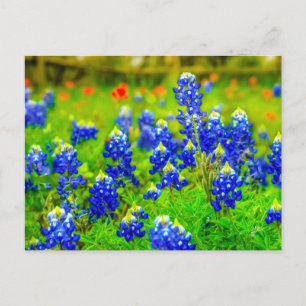 Texas Bluebonnets Indian Paintbrush Postkarte
