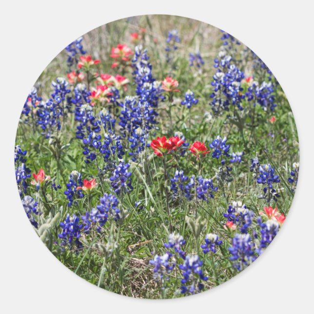 Texas Bluebonnets & Indian Paintbrush-Wildblumen Runder Aufkleber (Vorderseite)