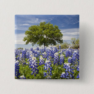 Texas bluebonnets (Lupinus texensis) und Eiche Button