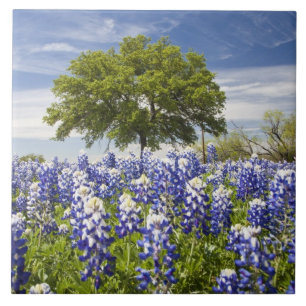 Texas bluebonnets (Lupinus texensis) und Eiche Fliese