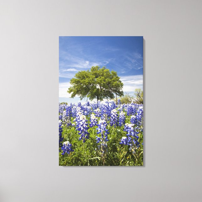 Texas bluebonnets (Lupinus texensis) und Eiche Leinwanddruck (Vorderseite)