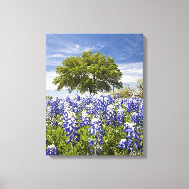 Texas bluebonnets (Lupinus texensis) und Eiche Leinwanddruck (Vorderseite)