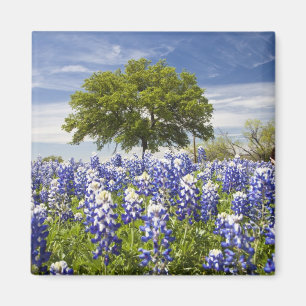 Texas bluebonnets (Lupinus texensis) und Eiche Magnet
