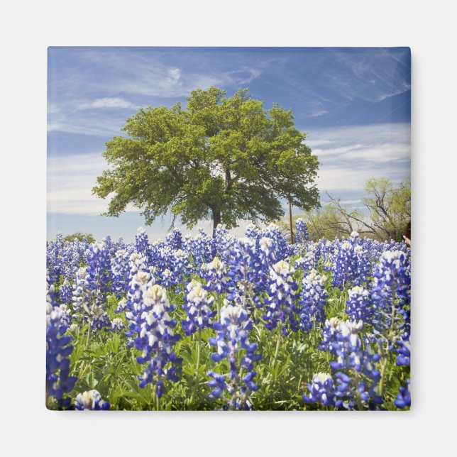 Texas bluebonnets (Lupinus texensis) und Eiche Magnet (Vorne)
