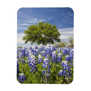 Texas Bluebonnets(Lupinus texensis) und Eiche Magnet