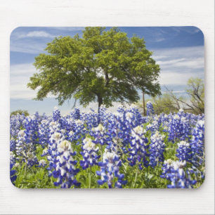 Texas bluebonnets (Lupinus texensis) und Eiche Mousepad
