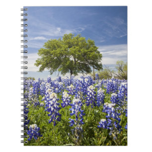 Texas bluebonnets (Lupinus texensis) und Eiche Notizblock