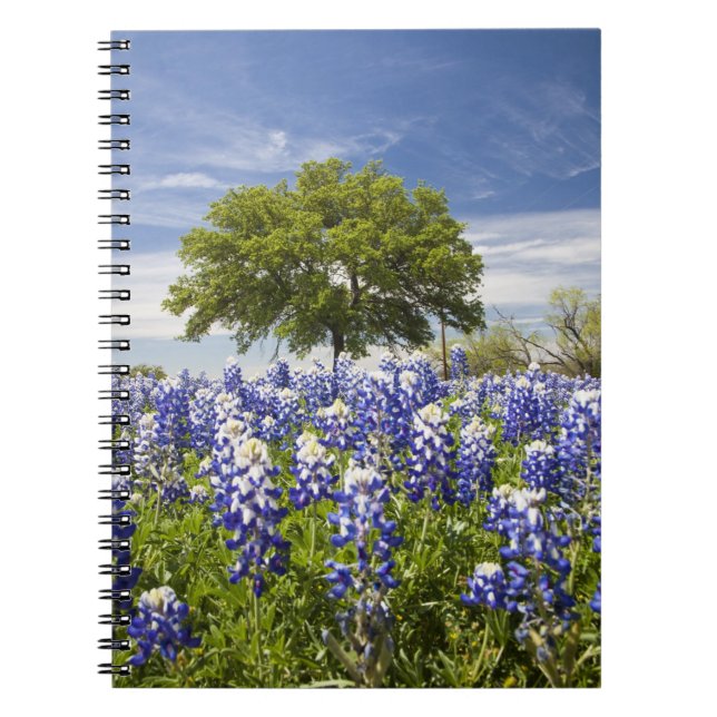 Texas bluebonnets (Lupinus texensis) und Eiche Notizblock (Vorderseite)
