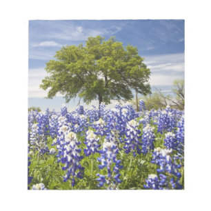 Texas Bluebonnets (Lupinus texensis) und Eiche Notizblock