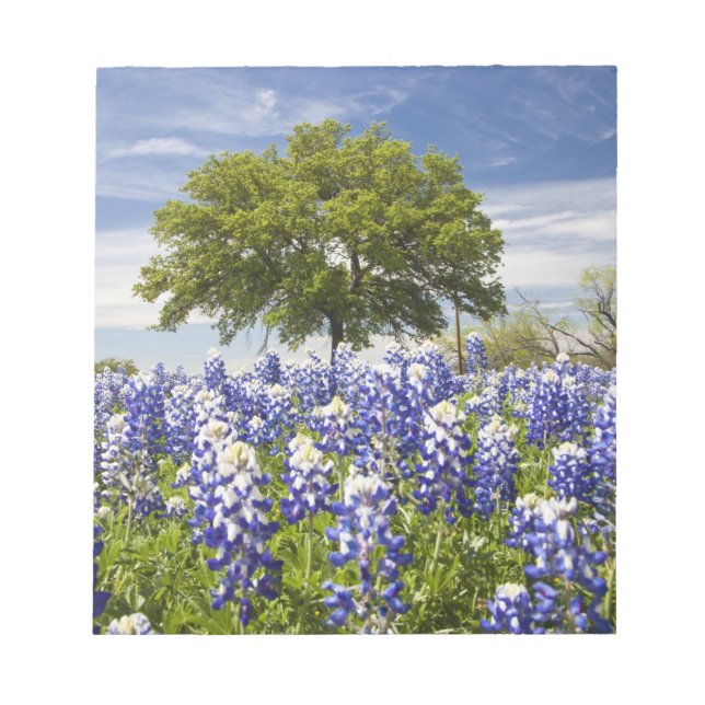 Texas bluebonnets (Lupinus texensis) und Eiche Notizblock (Vorderseite)