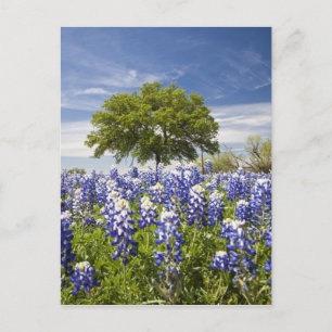 Texas bluebonnets (Lupinus texensis) und Eiche Postkarte