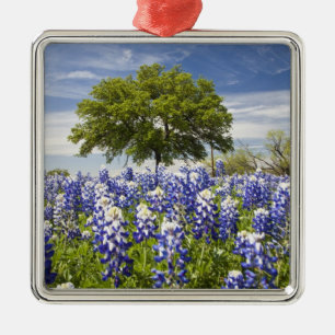 Texas Bluebonnets(Lupinus texensis) und Eiche Silbernes Ornament