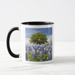 Texas bluebonnets (Lupinus texensis) und Eiche Tasse