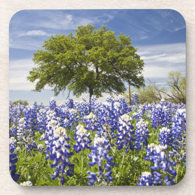 Texas bluebonnets (Lupinus texensis) und Eiche Untersetzer (Vorderseite)