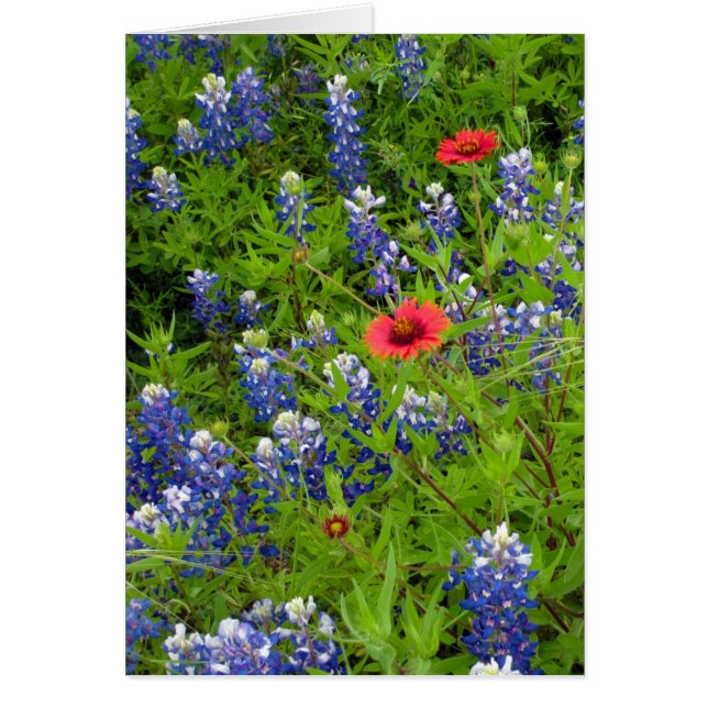 Texas Bluebonnets mit indischen Deckeln (Vorne)