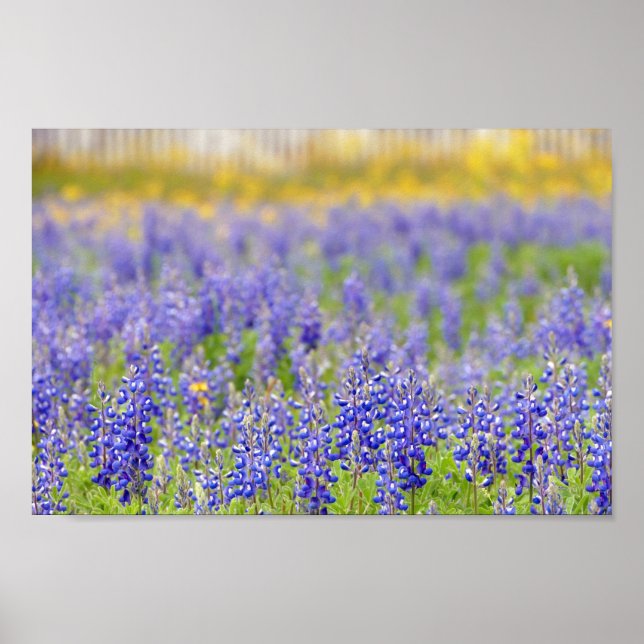 Texas Bluebonnets, Nacogdoches Landkreis Poster (Vorne)