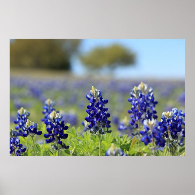 Texas Bluebonnets Poster (Vorne)