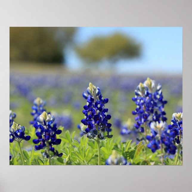 Texas Bluebonnets Poster (Vorne)