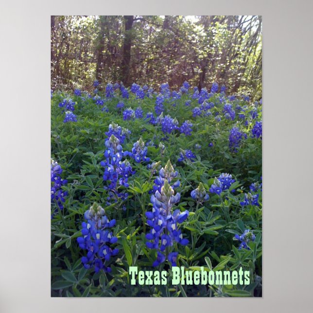 TEXAS BLUEBONNETS POSTER (Vorne)