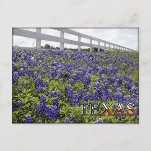 Texas Bluebonnets Postkarte
