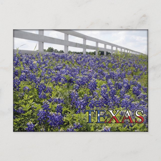 Texas Bluebonnets Postkarte (Vorderseite)