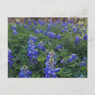 TEXAS BLUEBONNETS POSTKARTE