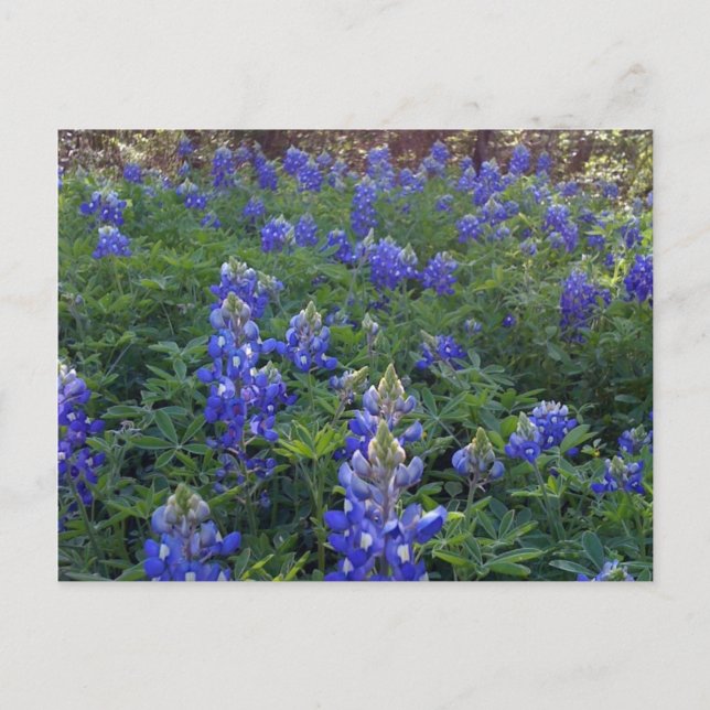 TEXAS BLUEBONNETS POSTKARTE (Vorderseite)