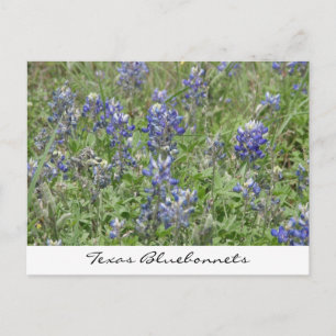 Texas Bluebonnets Postkarte