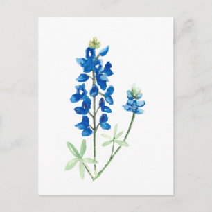 Texas Bluebonnets Postkarte