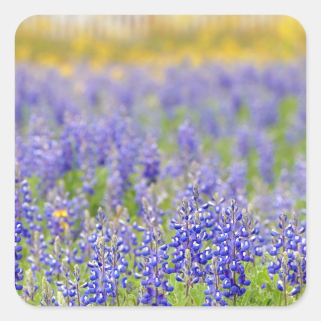 Texas Bluebonnets Quadratischer Aufkleber (Vorderseite)