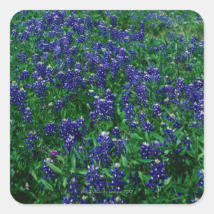 Texas Bluebonnets Quadratischer Aufkleber