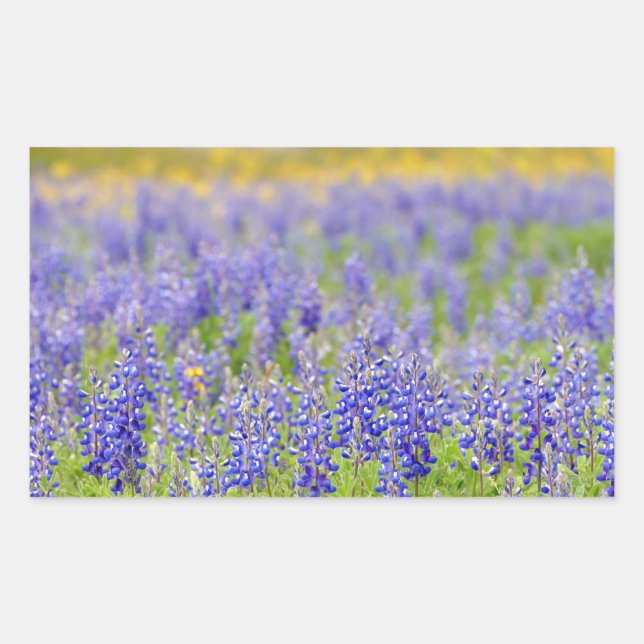 Texas Bluebonnets Rechteckiger Aufkleber (Vorderseite)