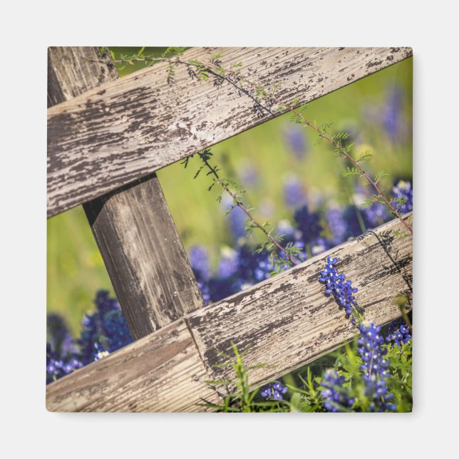 Texas Bluebonnets um einen Länderzaun Magnet (Vorne)