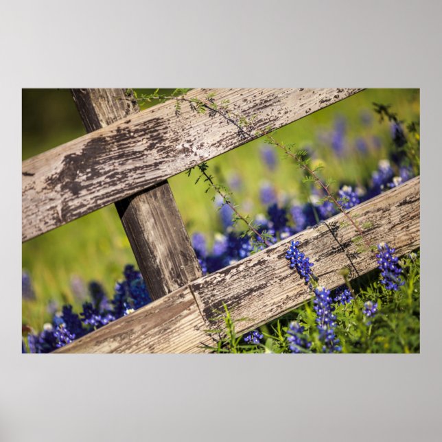 Texas Bluebonnets um einen Länderzaun Poster (Vorne)