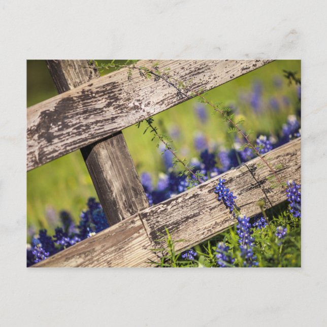 Texas Bluebonnets um einen Länderzaun Postkarte (Vorderseite)