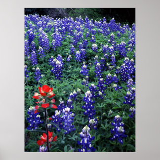 Texas Bluebonnets und Indischer Pinsel Poster