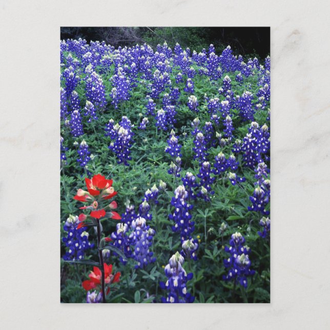 Texas Bluebonnets und Indischer Pinsel Postkarte (Vorderseite)