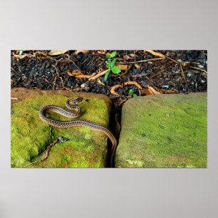 Texas braune Schlange Poster