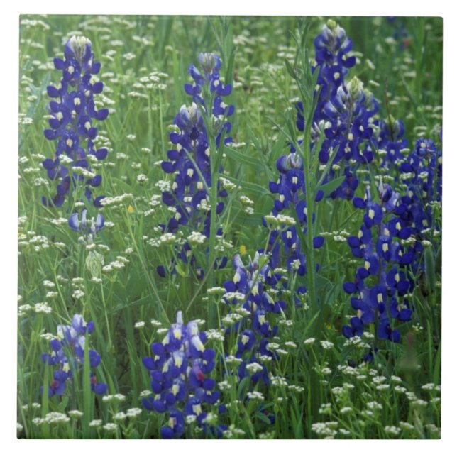 Texas, Buchanan-See. Texas Bluebonnet und Wild Fliese (Vorderseite)