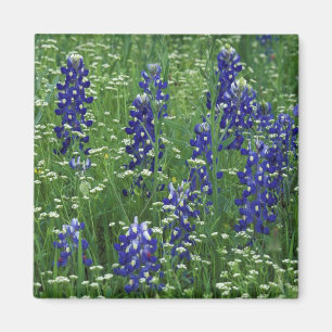 Texas, Buchanan-See. Texas Bluebonnet und Wild Magnet