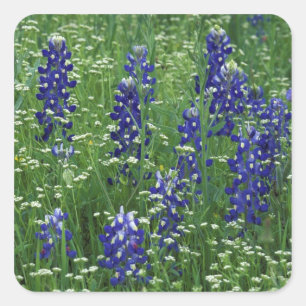 Texas, Buchanan-See. Texas Bluebonnet und Wild Quadratischer Aufkleber