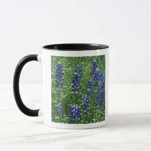 Texas, Buchanan-See. Texas Bluebonnet und Wild Tasse