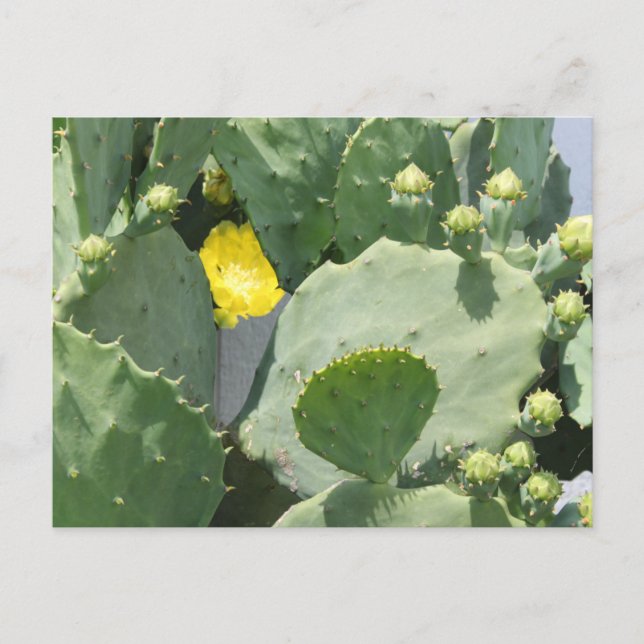 Texas Cactus Blume Postkarte (Vorderseite)
