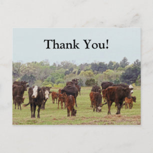 Texas Cattle Postkarte