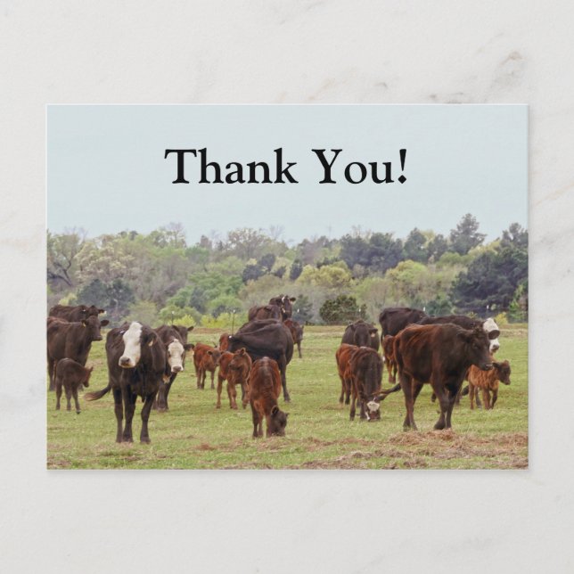 Texas Cattle Postkarte (Vorderseite)