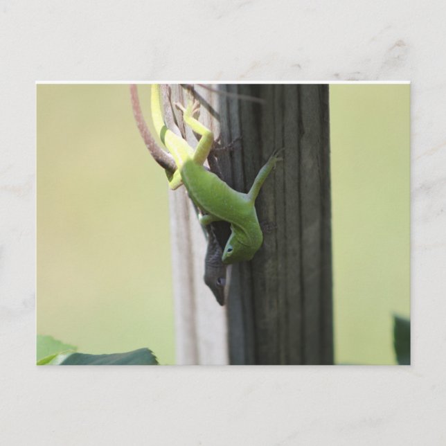 Texas Chamelions Postkarte (Vorderseite)