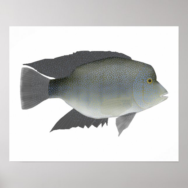 Texas Cichlid Poster (Vorne)