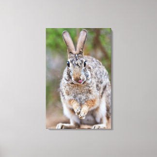 Texas Cottontail Kaninchen Leinwanddruck