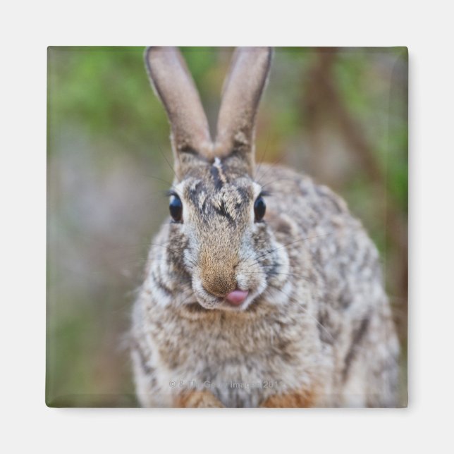 Texas Cottontail Kaninchen Magnet (Vorne)